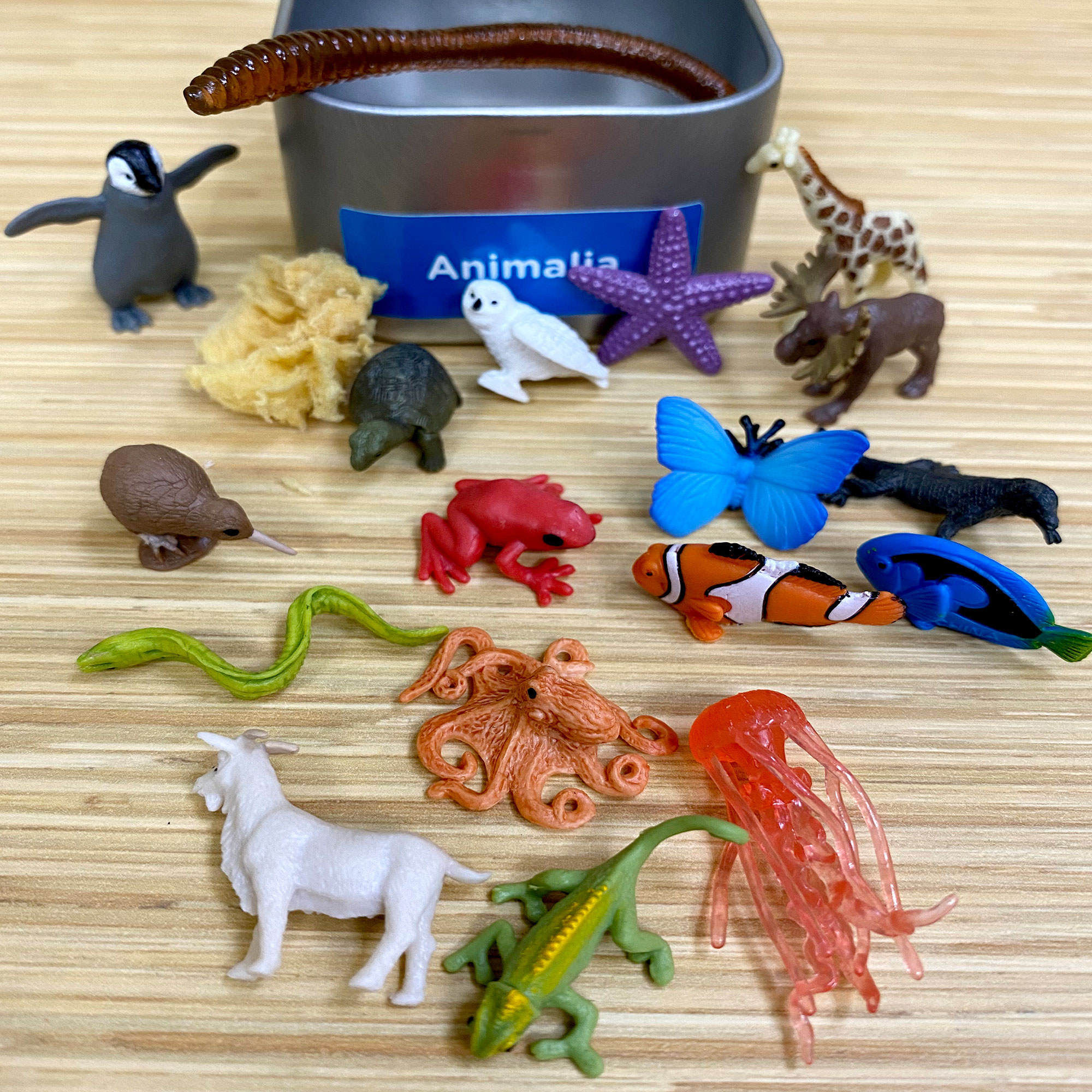 Taxonomy of Living Things: Introduction to Animals - Bundle - Image 4